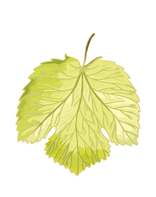 Simple grapes leaf design vector 01