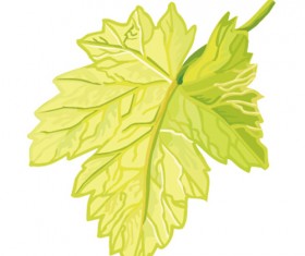 Simple grapes leaf design vector 02