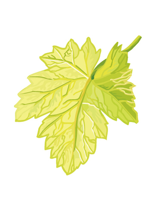 Simple grapes leaf design vector 02
