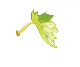 Simple grapes leaf design vector 04