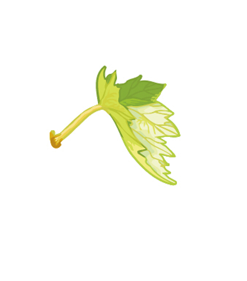 Simple grapes leaf design vector 04
