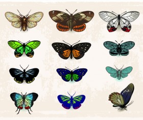 Vintage butterflies specimen design vector 01