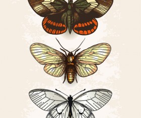 Vintage butterflies specimen design vector 02