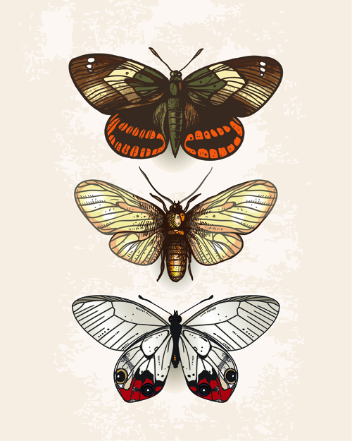 Vintage butterflies specimen design vector 02