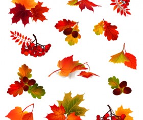 Autumn leaves with fruit vector material 01