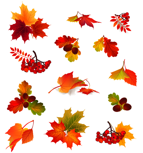 Autumn leaves with fruit vector material 01