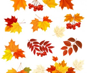 Autumn leaves with fruit vector material 02