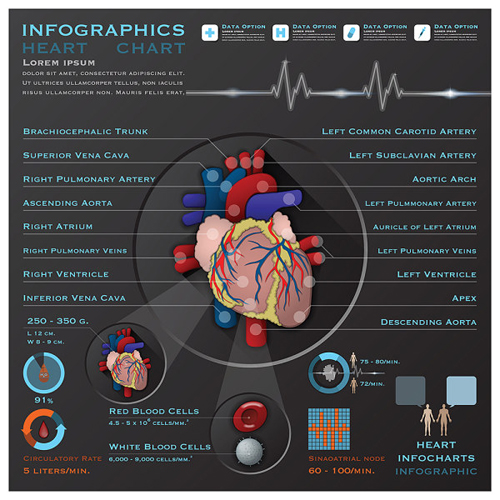 Heart infographics design vector material
