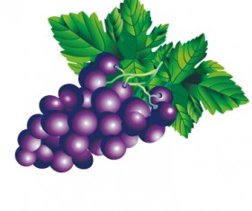 Juicy fresh grapes design vector set 01
