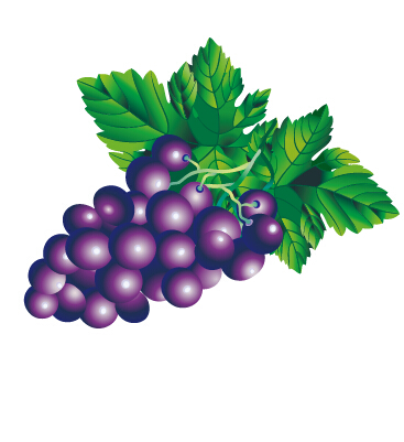 Juicy fresh grapes design vector set 01