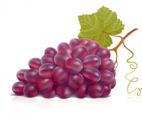 Juicy fresh grapes design vector set 02
