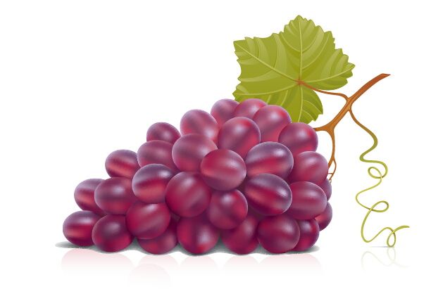Juicy fresh grapes design vector set 02
