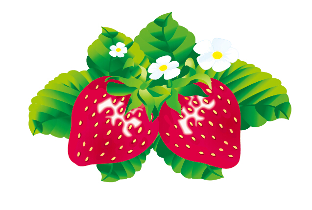 Juicy fresh strawberries set vector 01