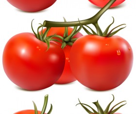 Juicy fresh tomato graphics vector 02