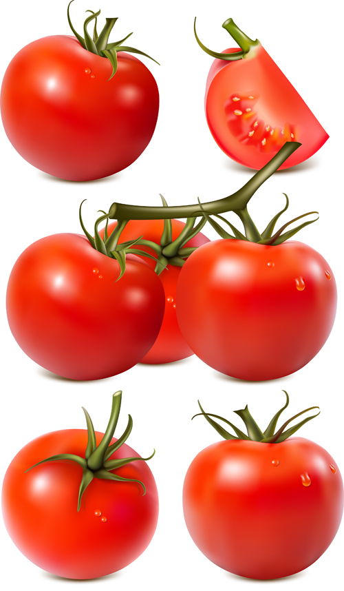 Juicy fresh tomato graphics vector 02