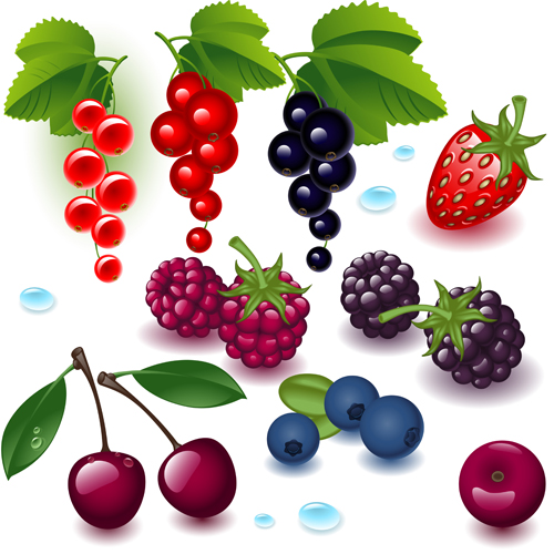 Download Realistic fruits and berry design vector 01 free download