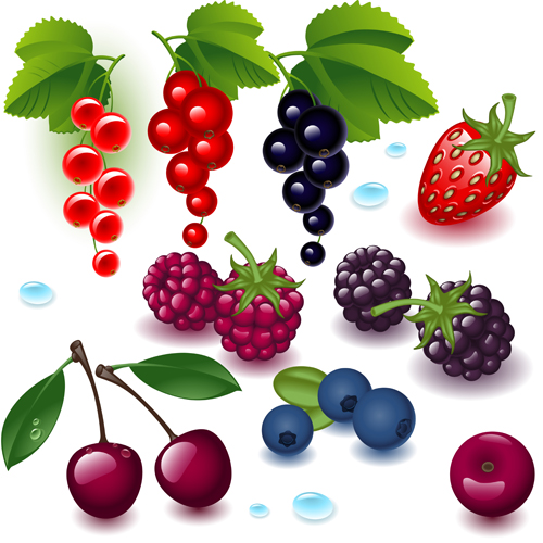 Realistic fruits and berry design vector 01