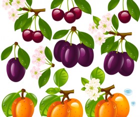 Realistic fruits and berry design vector 03