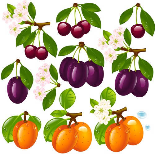 Realistic fruits and berry design vector 03