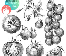 Sketch tomato design vector material