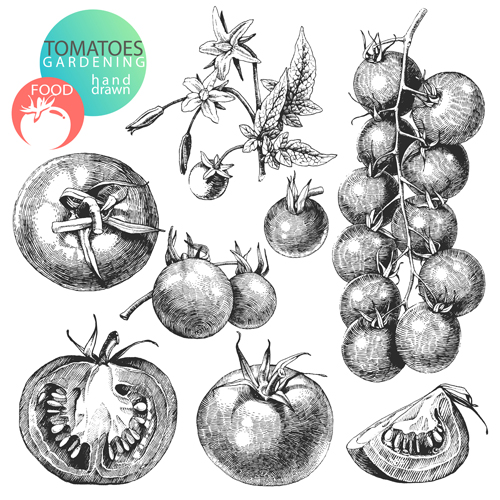Sketch tomato design vector material