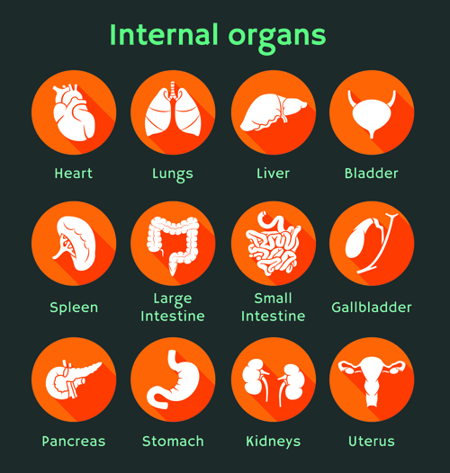 Various internal organs icons design vector 01