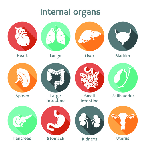 Various internal organs icons design vector 02