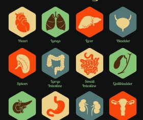 Various internal organs icons design vector 03