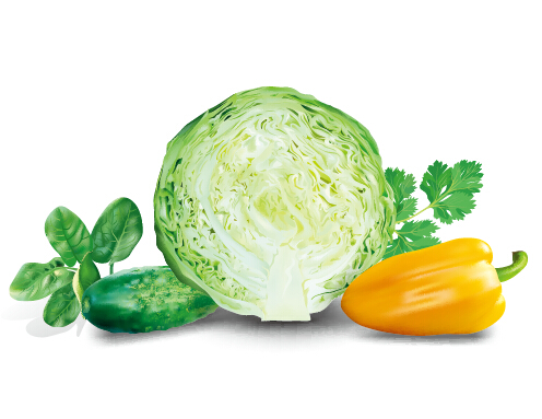Cabbage with peppers and cucumbers vector