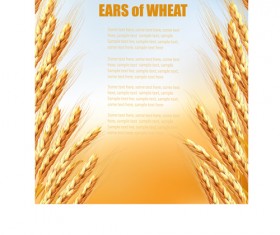 Golden wheat vector background graphics