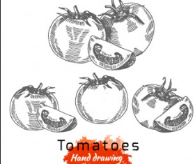 Hand drawing tomatoes vector