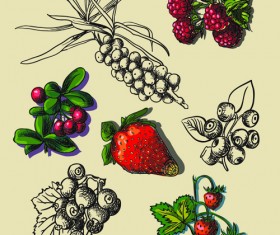 Hand drawn berry creative vector material