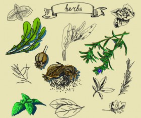 Hand drawn herbs creative vector material