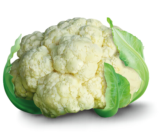 Realistic cauliflower vector material