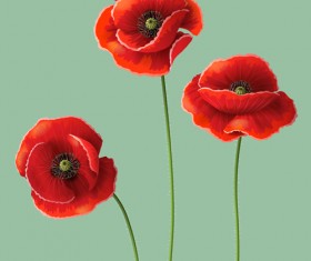 Red poppy design vector graphics