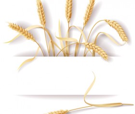 Wheat and white background vector material