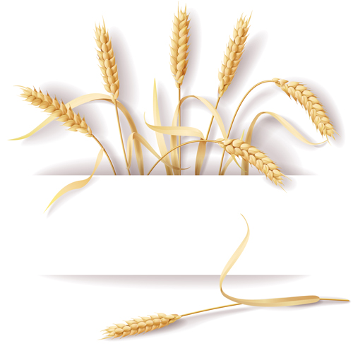 Wheat and white background vector material