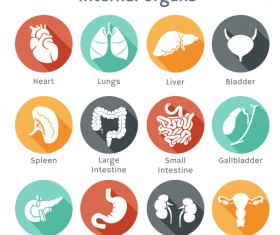 Different internal organs vector icons