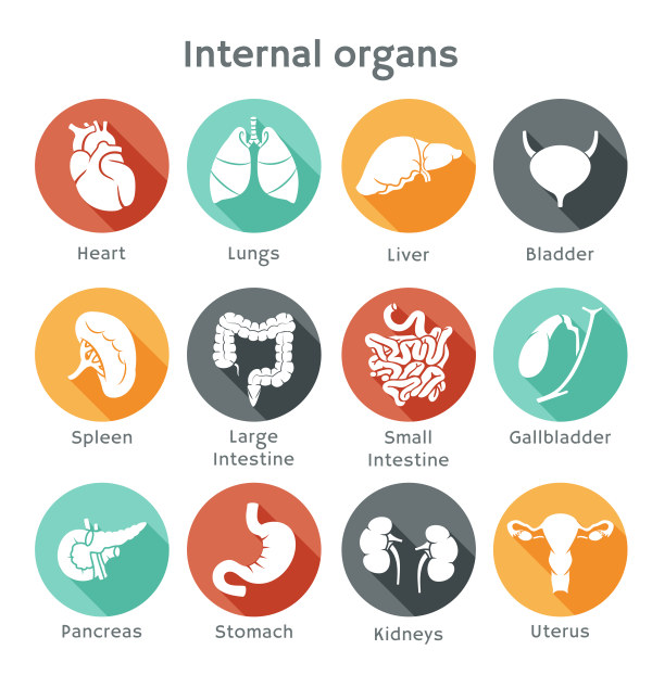 Different internal organs vector icons