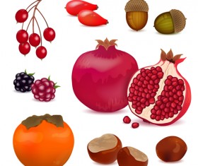 Berries with pomegranate vector design