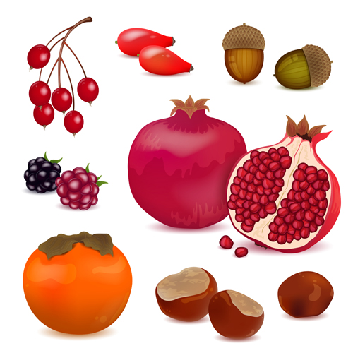 Berries with pomegranate vector design