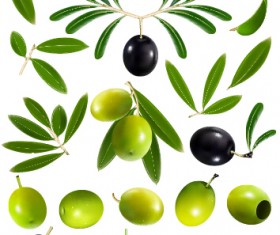 Black olives and green olives vector graphics