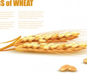 Classic gold wheat background vector material 01