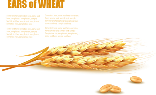Classic gold wheat background vector material 01