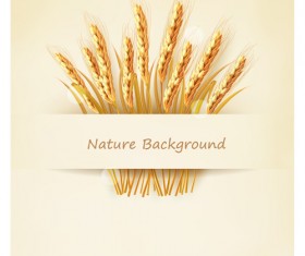 Classic gold wheat background vector material 02