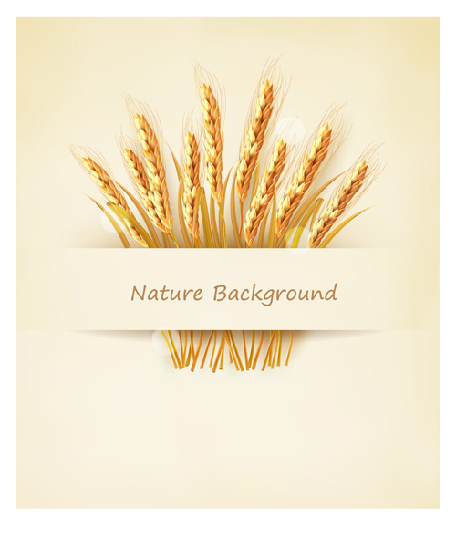 Classic gold wheat background vector material 03