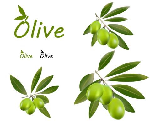 Delicate olives vector design material 01