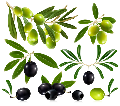 Delicate olives vector design material 02