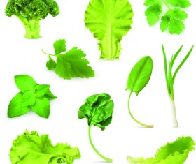 Different green vegetables vector material