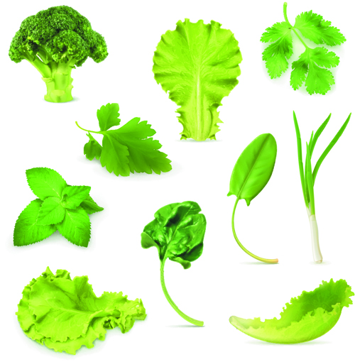 Different green vegetables vector material